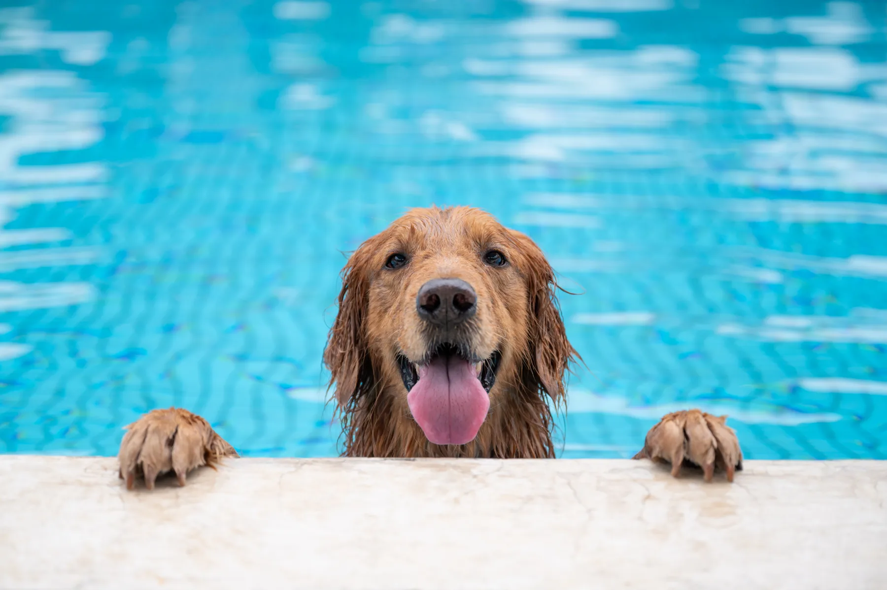 A golden retriever with its paws on the edge of a clear pool